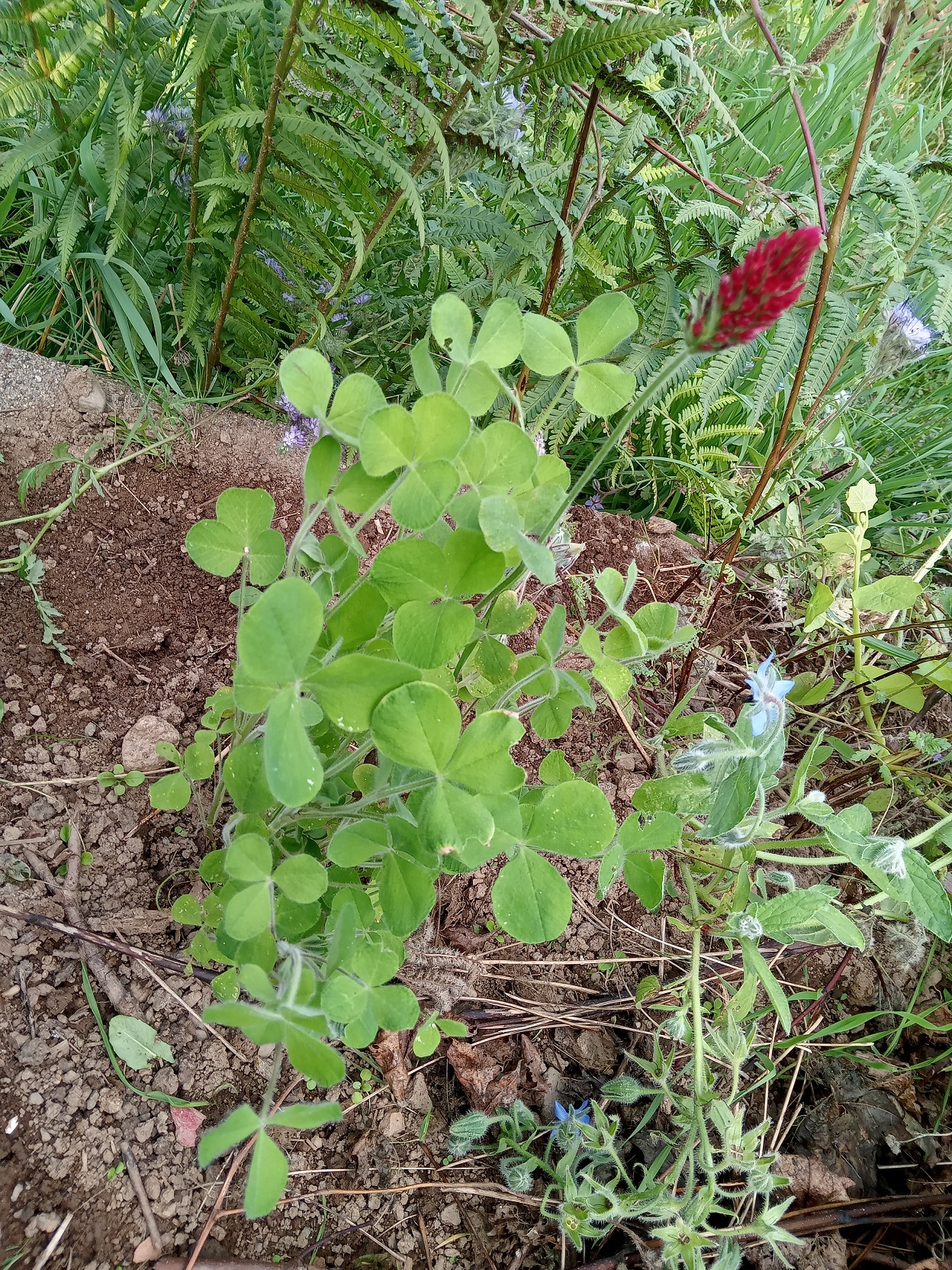 Trèfle Incarnat Bio Carmina 15 grammes Engrais Vert - Green Manure - Crimson Clover - Trifolium Incarnatum L - SEM06 