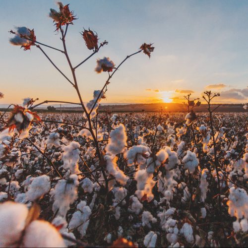 Coucher de soleil sur champ de coton